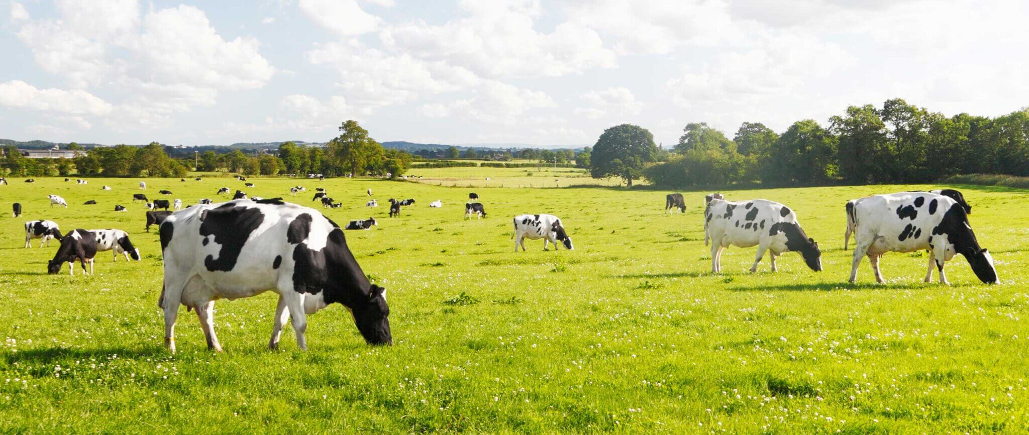 Cows grazing on grass in the sunshine