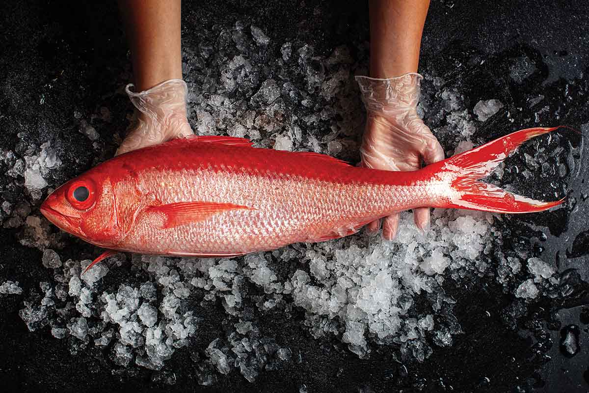 Kinmedai Alfonsino Fish from Toyosu Market